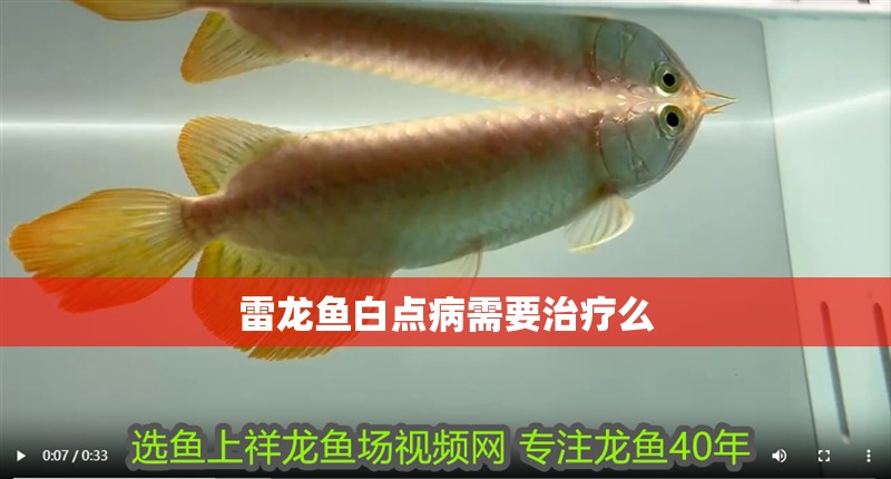 雷龍魚白點病需要治療么