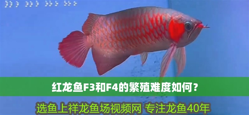 紅龍魚F3和F4的繁殖難度如何？
