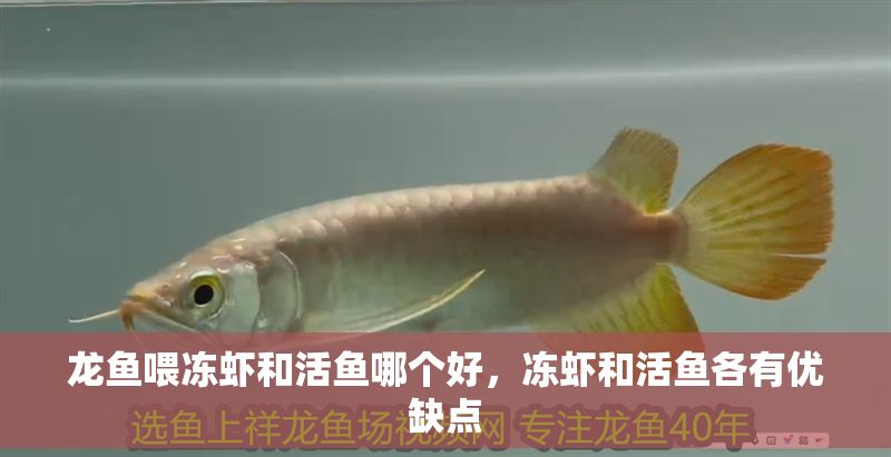龍魚喂凍蝦和活魚哪個好，凍蝦和活魚各有優(yōu)缺點 龍魚喂凍蝦和活魚哪個好，凍蝦和活魚各有優(yōu)缺點 龍魚百科 第2張