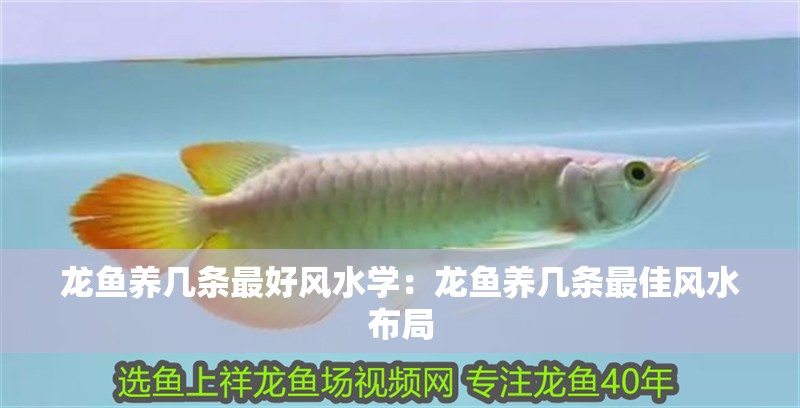 龍魚養幾條最好風水學：龍魚養幾條最佳風水布局