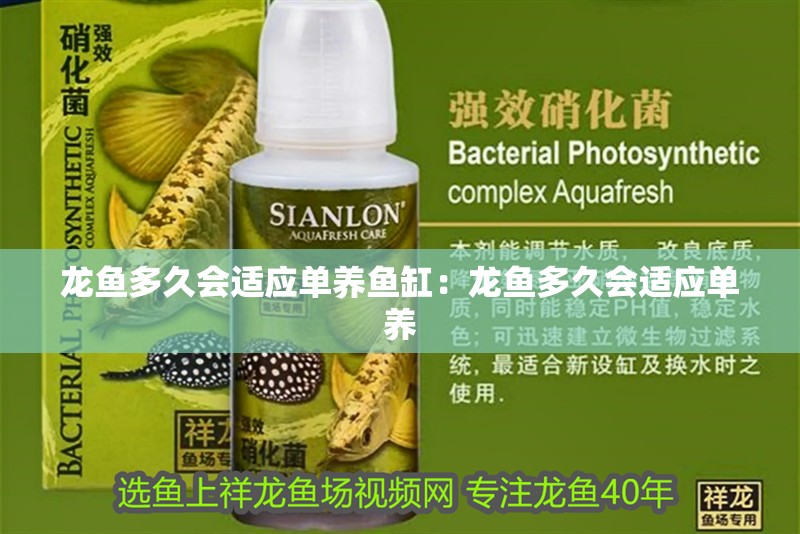 龍魚多久會適應單養魚缸：龍魚多久會適應單養