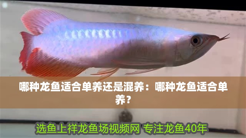 哪種龍魚適合單養(yǎng)還是混養(yǎng)：哪種龍魚適合單養(yǎng)？