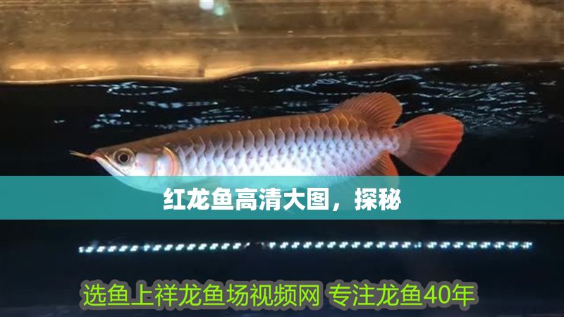 紅龍魚高清大圖，探秘