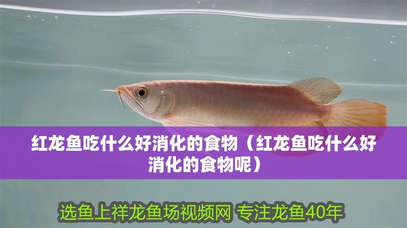 紅龍魚吃什么好消化的食物（紅龍魚吃什么好消化的食物呢）