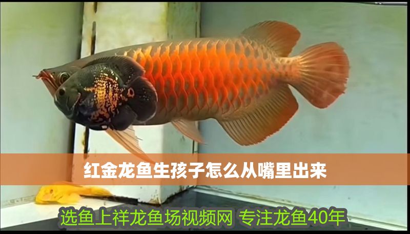 紅金龍魚生孩子怎么從嘴里出來