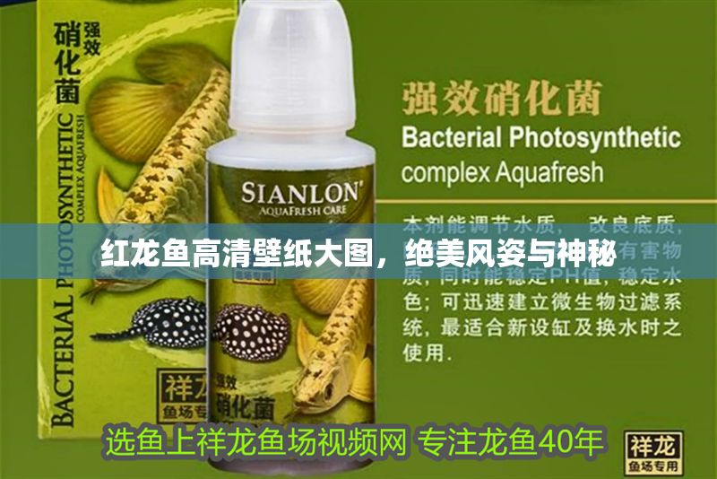 紅龍魚高清壁紙大圖，絕美風(fēng)姿與神秘