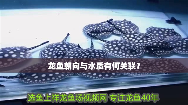 龍魚朝向與水質有何關聯(lián)？