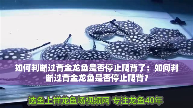 如何判斷過背金龍魚是否停止爬背了：如何判斷過背金龍魚是否停止爬背？