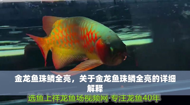 金龍魚珠鱗全亮，關(guān)于金龍魚珠鱗全亮的詳細(xì)解釋