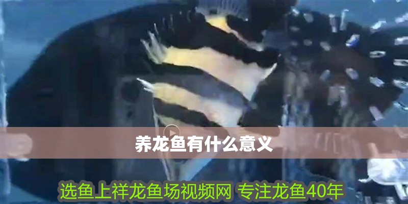 養(yǎng)龍魚有什么意義