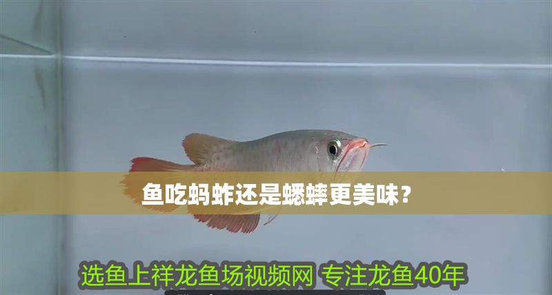 魚吃螞蚱還是蟋蟀更美味？