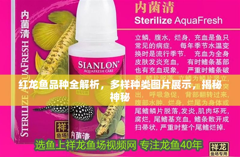 紅龍魚品種全解析，多樣種類圖片展示，揭秘神秘