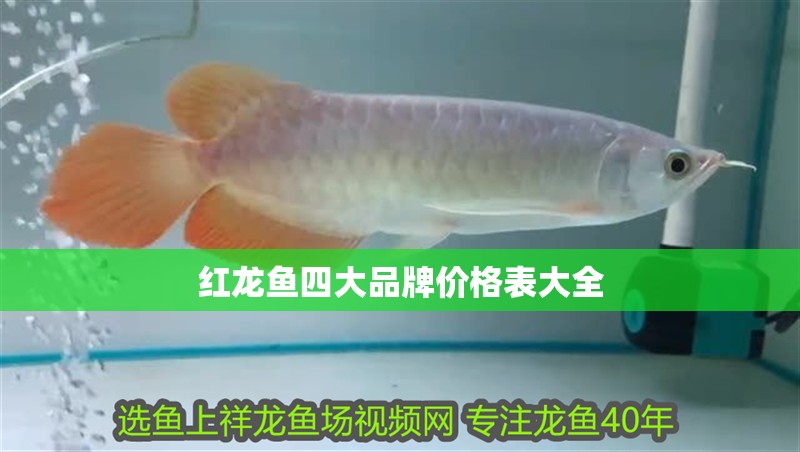 紅龍魚四大品牌價格表大全