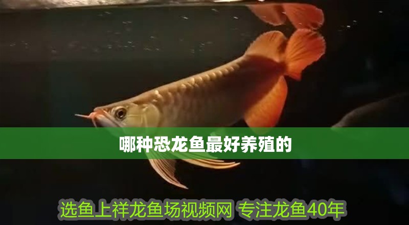 哪種恐龍魚最好養殖的