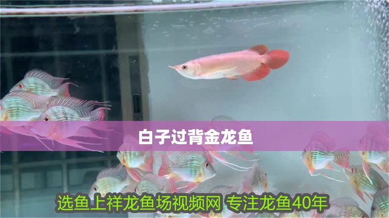白子過背金龍魚