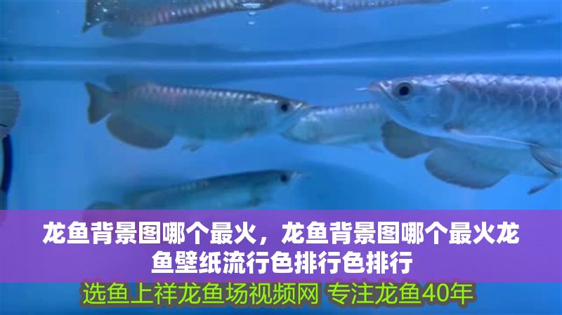 龍魚(yú)背景圖哪個(gè)最火，龍魚(yú)背景圖哪個(gè)最火龍魚(yú)壁紙流行色排行色排行