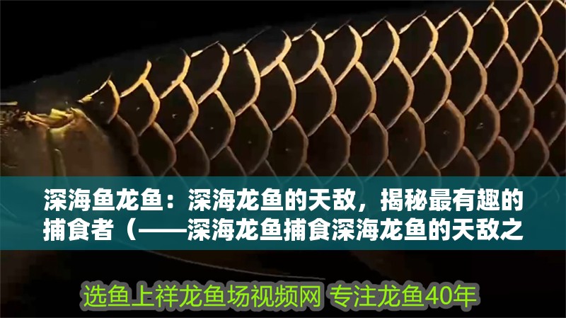 詳細閱讀:深海魚龍魚:深海龍魚的天敵,揭秘最有趣的捕食者(——深海龍魚捕食深海龍魚的天敵之一) 深海魚龍魚:深海龍魚的天敵,揭秘最有趣的捕食者(——深海龍魚捕食深海龍魚的天敵之一)