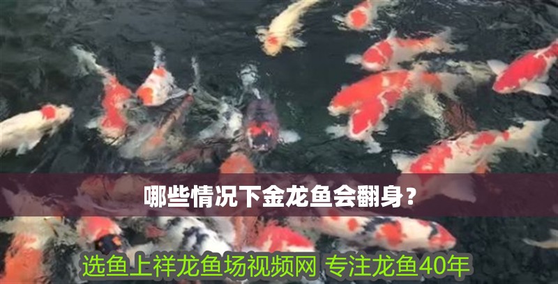 哪些情況下金龍魚會翻身？