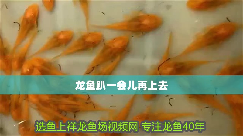 龍魚趴一會兒再上去