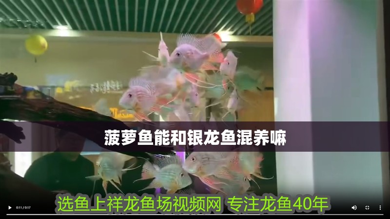 菠蘿魚能和銀龍魚混養嘛