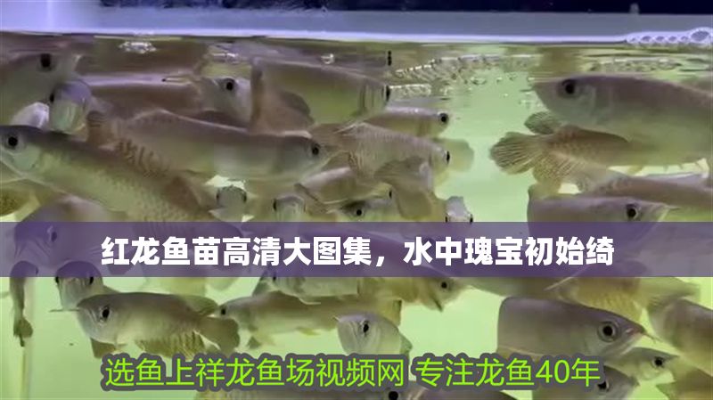 紅龍魚苗高清大圖集，水中瑰寶初始綺