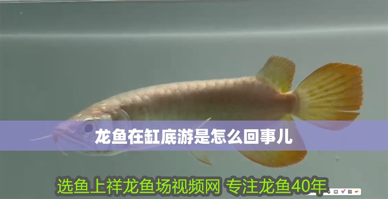 龍魚在缸底游是怎么回事兒