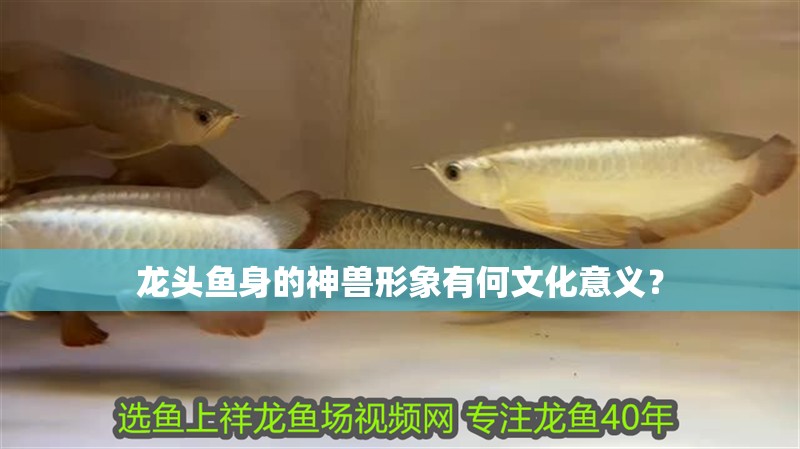 龍頭魚身的神獸形象有何文化意義？