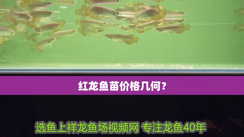 紅龍魚苗價格幾何？