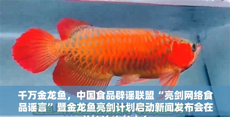 千萬金龍魚，中國食品辟謠聯(lián)盟“亮劍網絡食品謠言”暨金龍魚亮劍計劃啟動新聞發(fā)布會在京舉行