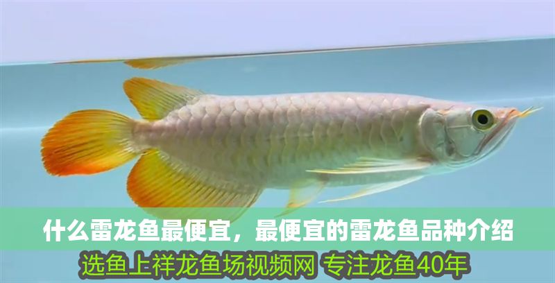 什么雷龍魚最便宜，最便宜的雷龍魚品種介紹