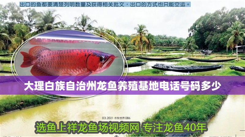 大理白族自治州龍魚養殖基地電話號碼多少
