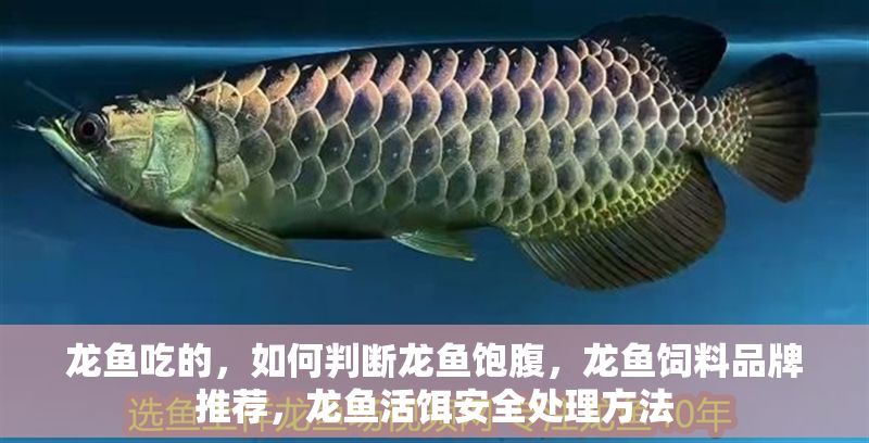 龍魚吃的，如何判斷龍魚飽腹，龍魚飼料品牌推薦，龍魚活餌安全處理方法