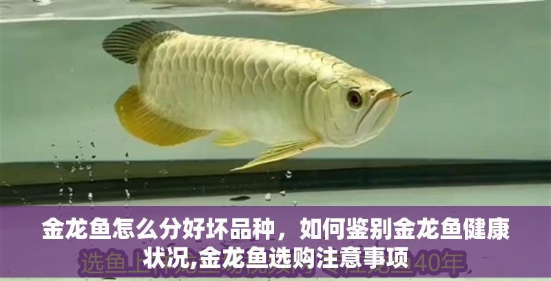 金龍魚怎么分好壞品種，如何鑒別金龍魚健康狀況,金龍魚選購注意事項