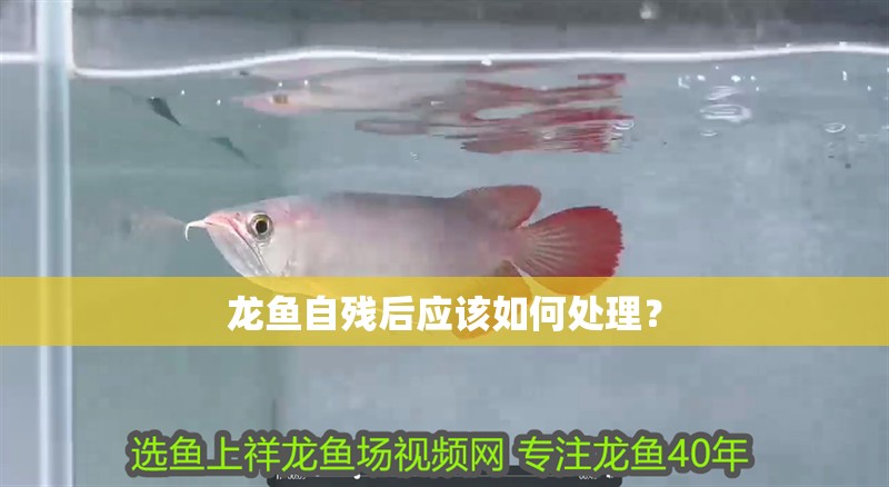 龍魚自殘后應(yīng)該如何處理？