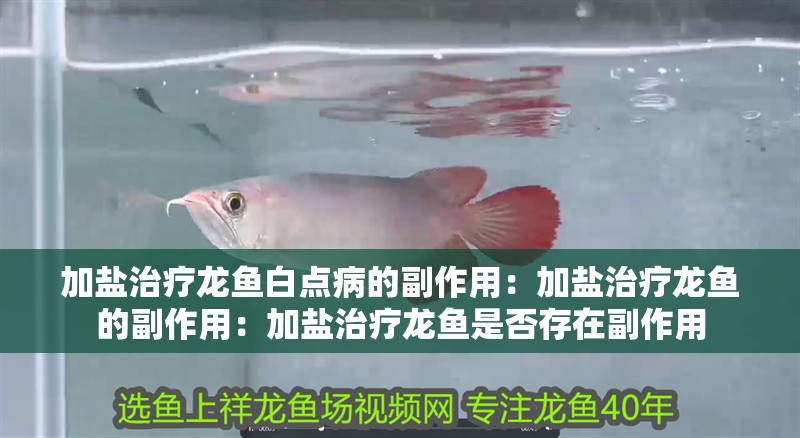 加鹽治療龍魚白點病的副作用：加鹽治療龍魚的副作用：加鹽治療龍魚是否存在副作用