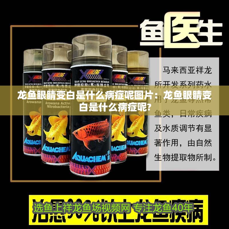 龍魚(yú)眼睛變白是什么病癥呢圖片：龍魚(yú)眼睛變白是什么病癥呢?