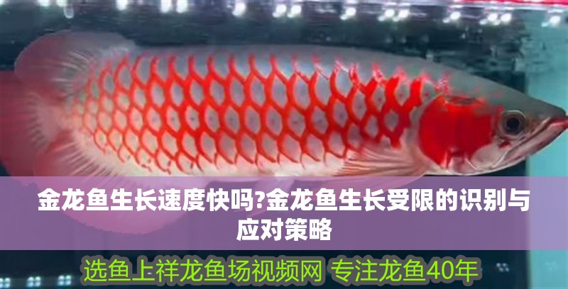 金龍魚生長速度快嗎?金龍魚生長受限的識別與應(yīng)對策略