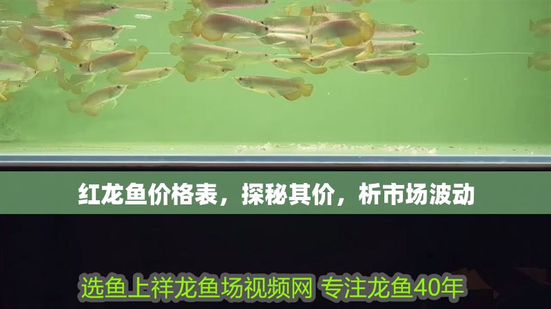 紅龍魚價格表，探秘其價，析市場波動