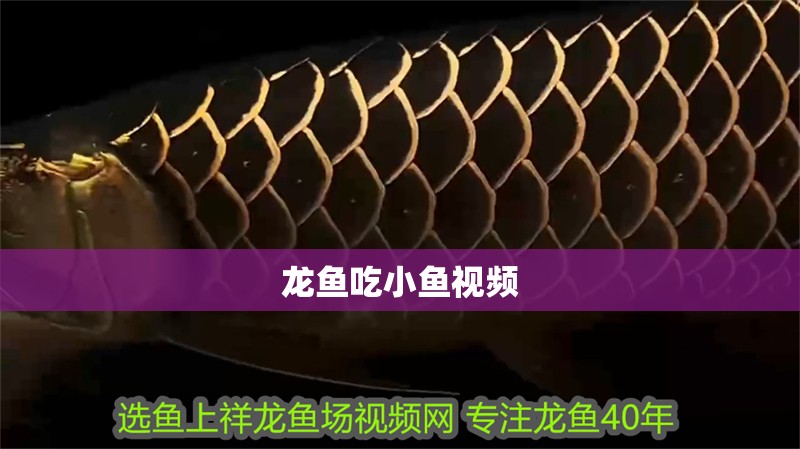 龍魚吃小魚視頻 龍魚吃小魚視頻 龍魚百科