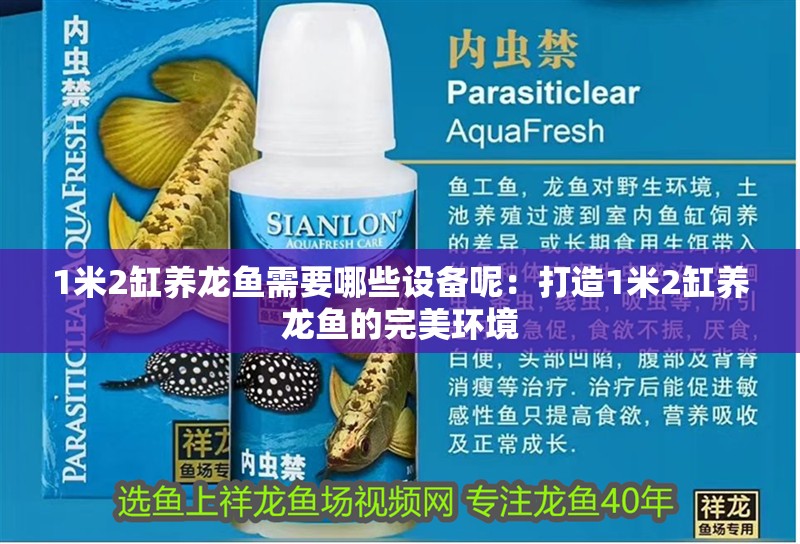 1米2缸養龍魚需要哪些設備呢：打造1米2缸養龍魚的完美環境