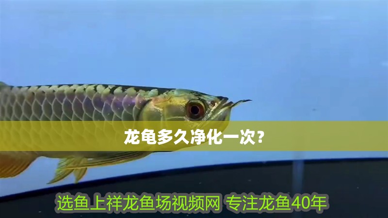 龍龜多久凈化一次？