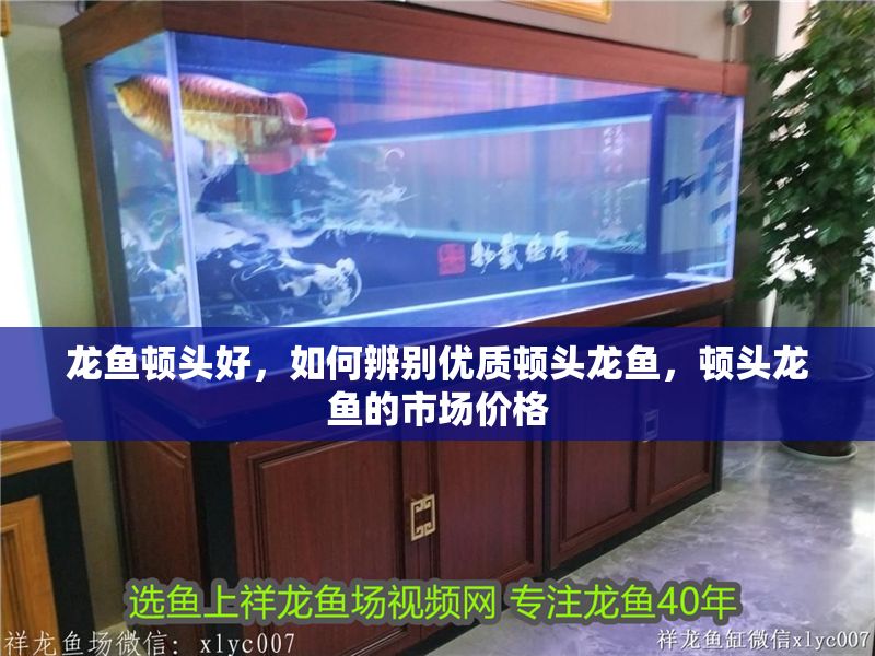 龍魚頓頭好，如何辨別優(yōu)質(zhì)頓頭龍魚，頓頭龍魚的市場(chǎng)價(jià)格