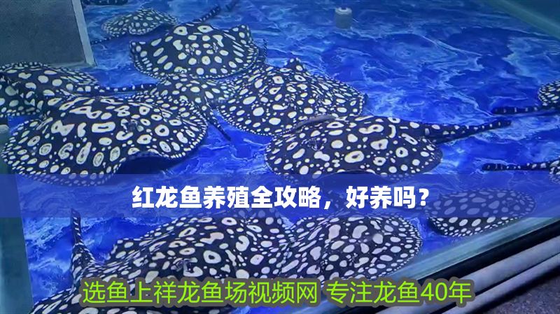 紅龍魚養殖全攻略，好養嗎？