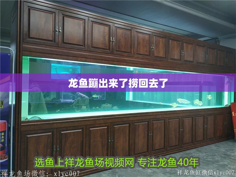 龍魚蹦出來了撈回去了