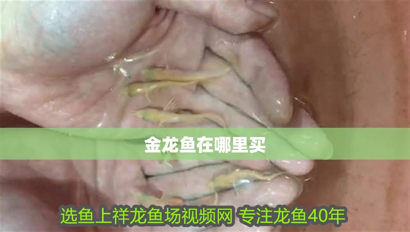 金龍魚在哪里買