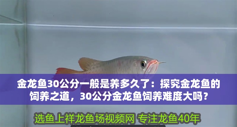 金龍魚30公分一般是養多久了：探究金龍魚的飼養之道，30公分金龍魚飼養難度大嗎？
