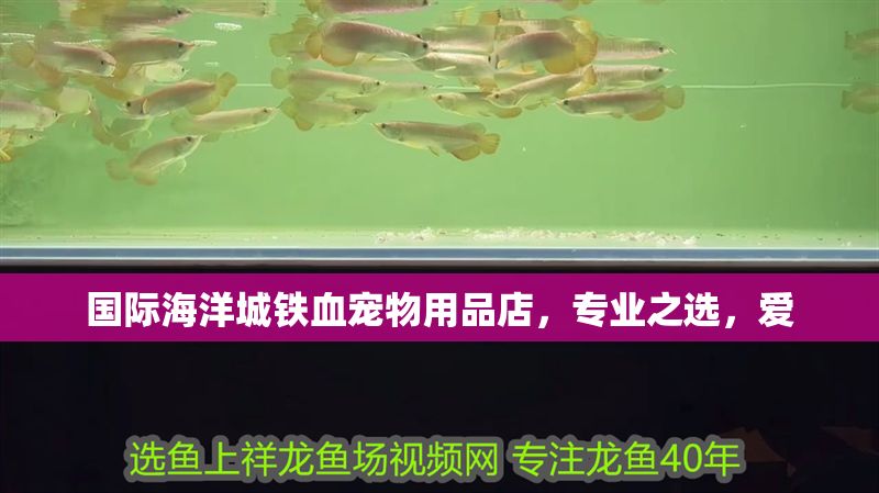 國際海洋城鐵血寵物用品店，專業(yè)之選，愛 國際海洋城鐵血寵物用品店，專業(yè)之選，愛 全國水族館企業(yè)名錄 第1張