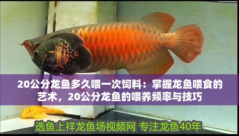 給龍魚喂食：龍魚吃什么食物最好，龍魚吃什么最好