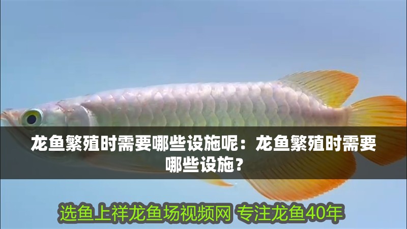 龍魚繁殖時需要哪些設施呢：龍魚繁殖時需要哪些設施？