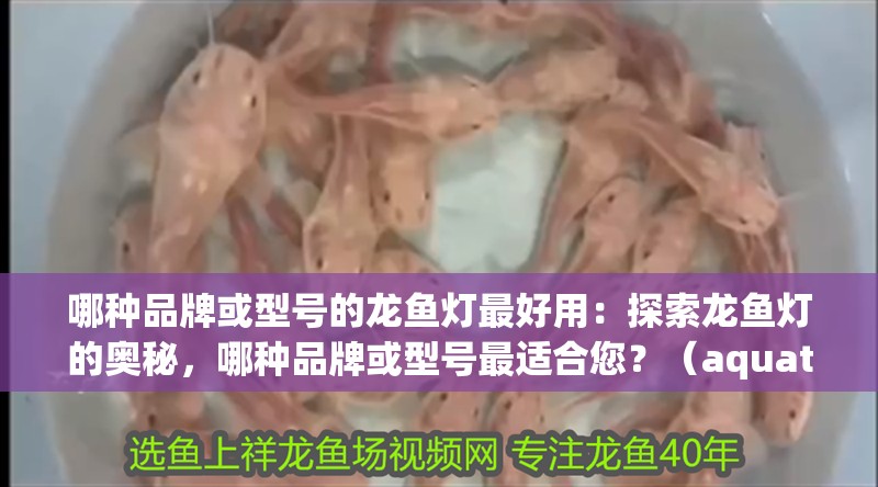 哪種品牌或型號的龍魚燈最好用：探索龍魚燈的奧秘，哪種品牌或型號最適合您？（aquatop龍魚燈的優勢）